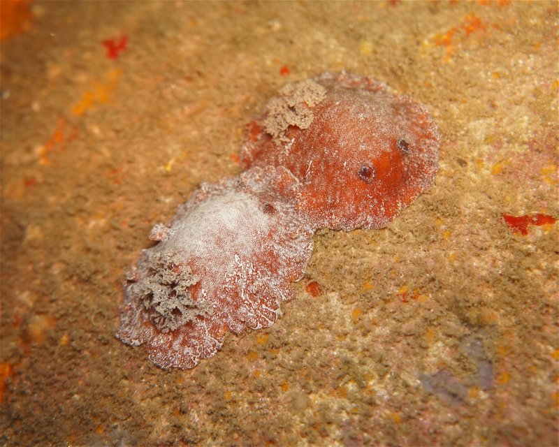 Divesite Image