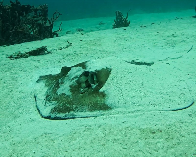 Divesite Image