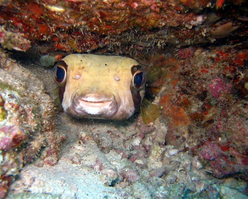 Divesite Image