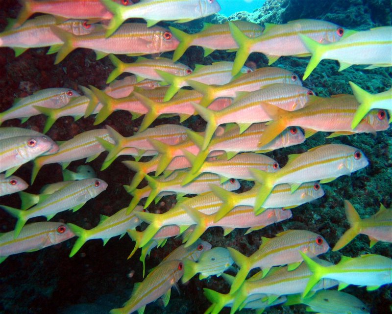 Divesite Image