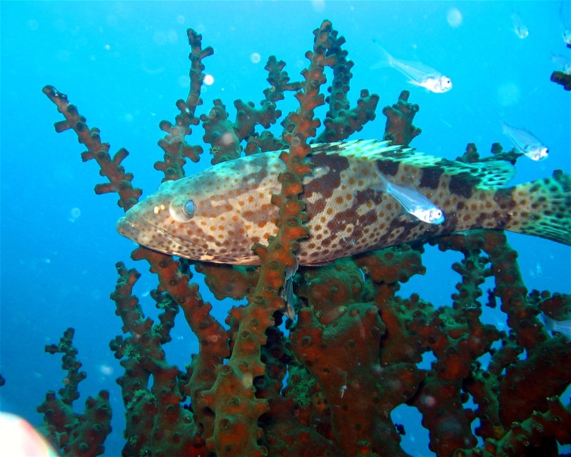 Divesite Image