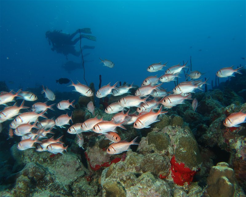 Divesite Image