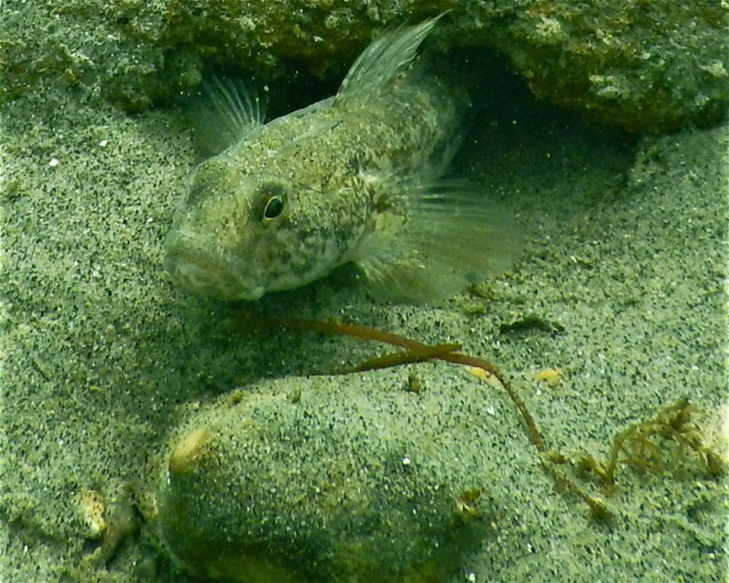 Divesite Image