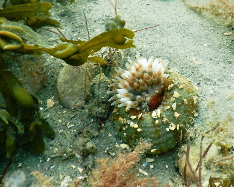 Divesite Image