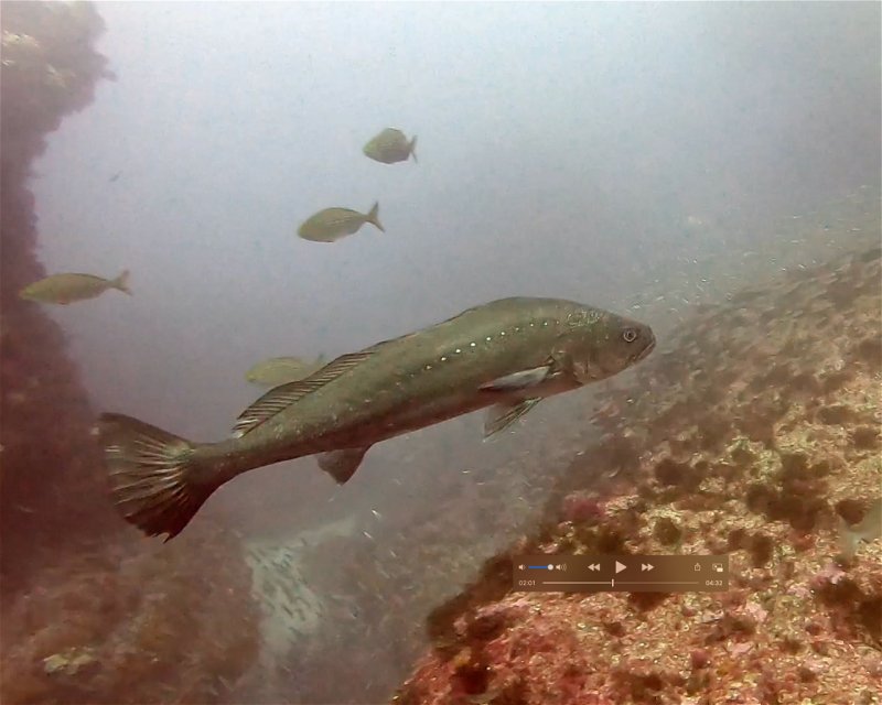 Divesite Image