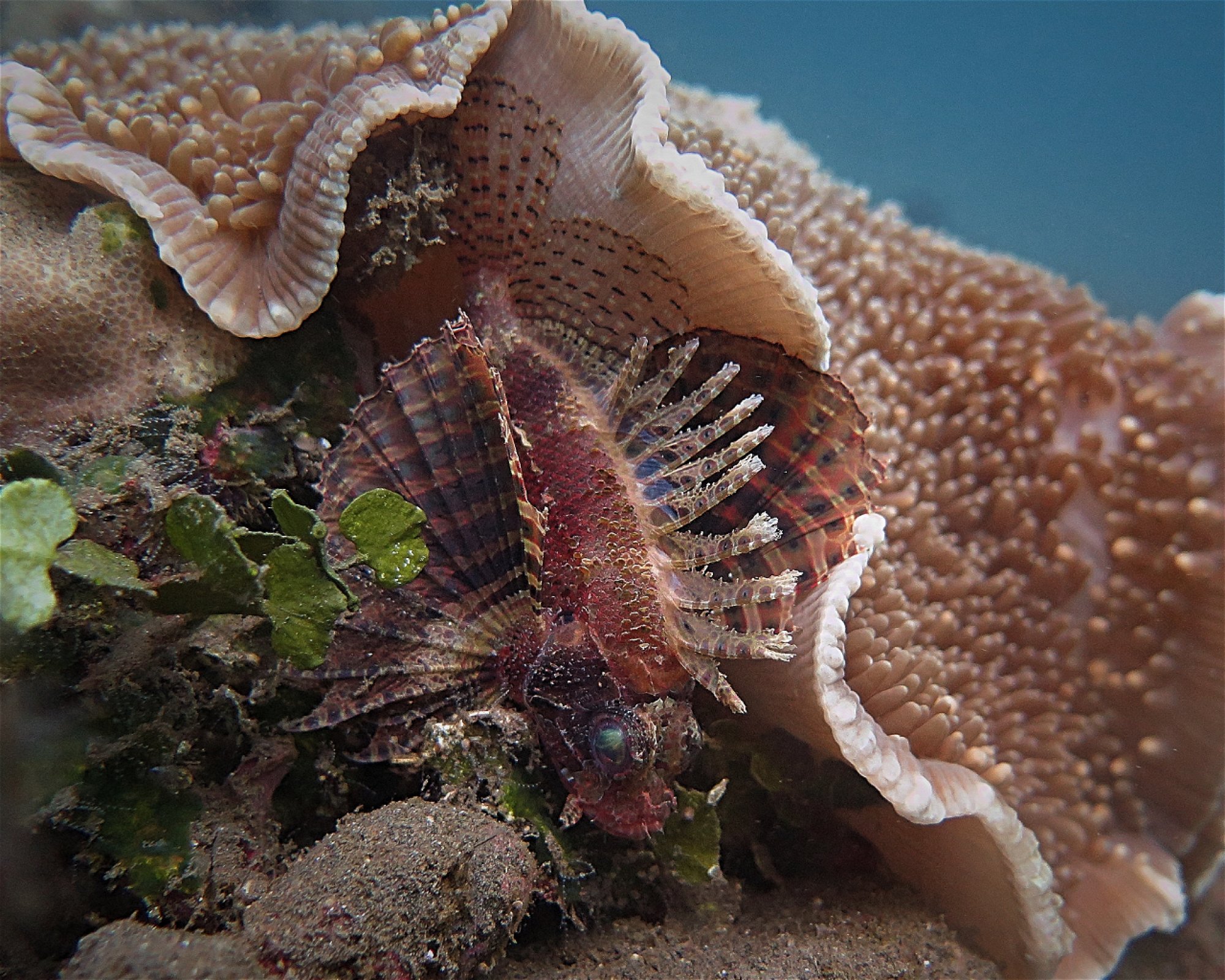 Amed Jepun Divers, 80852 Amed, Karangasem