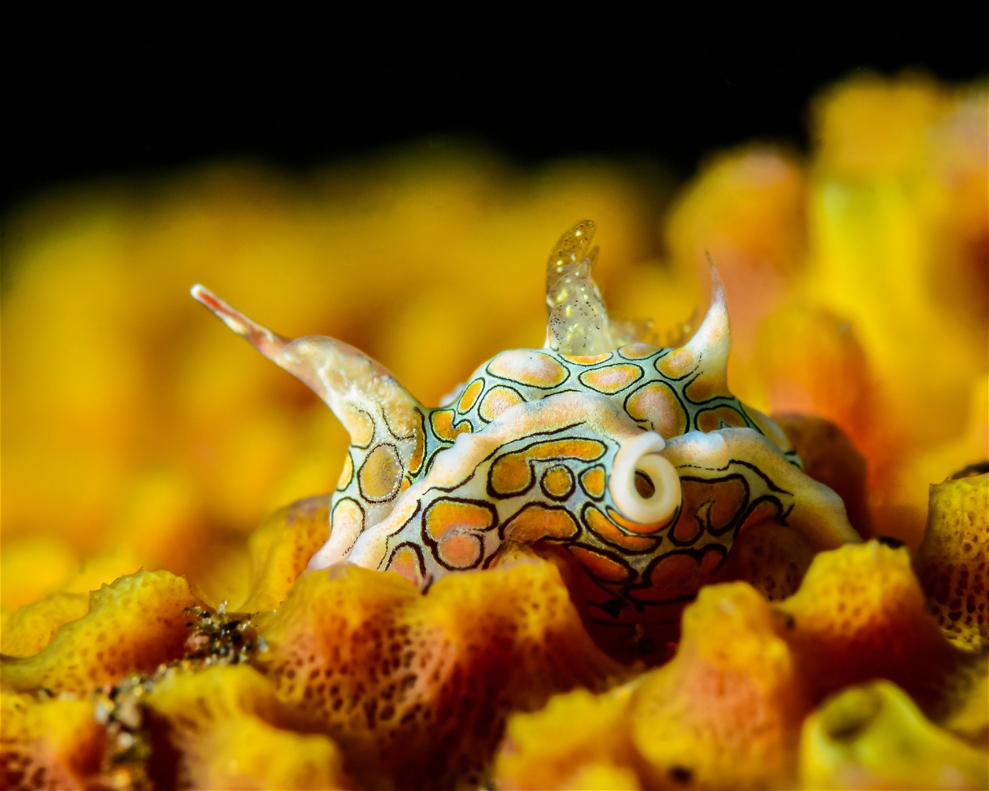 Bali Villa Dive Resort, 81173 Tejakula - Singaraja - Bali