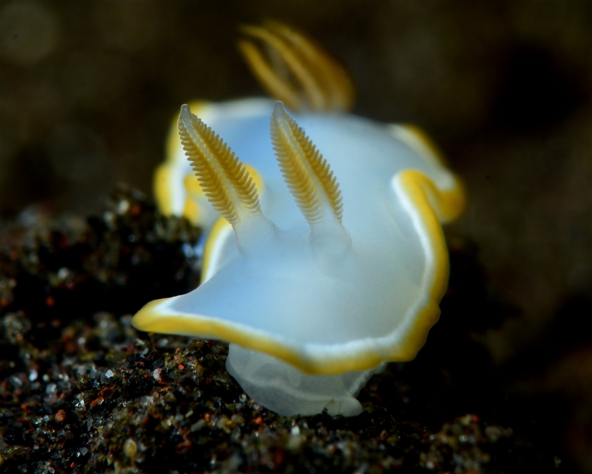 Bali Villa Dive Resort, 81173 Tejakula - Singaraja - Bali