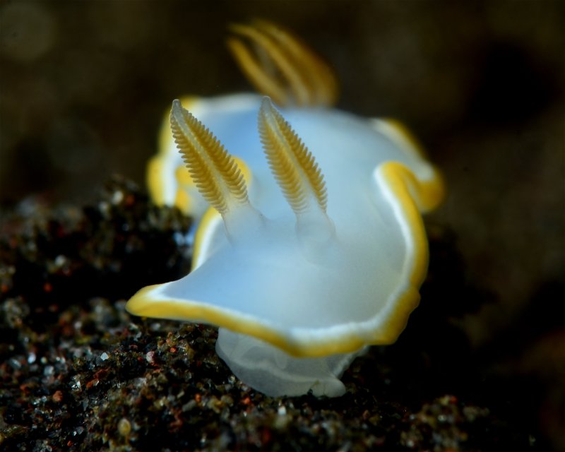 Divesite Image