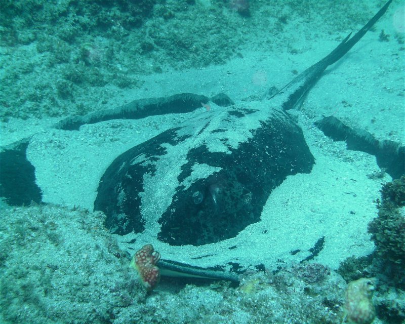 Divesite Image