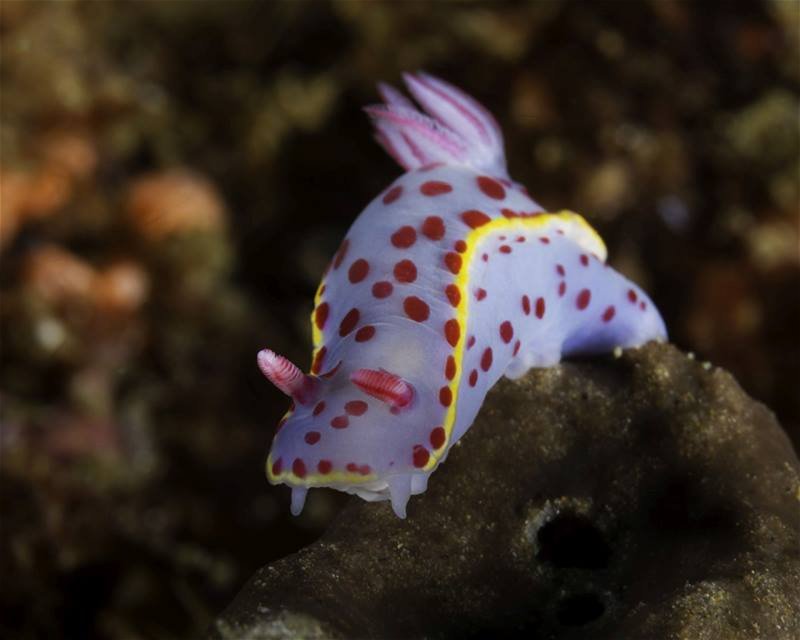 Divesite Image