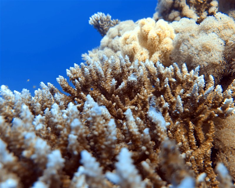 Divesite Image