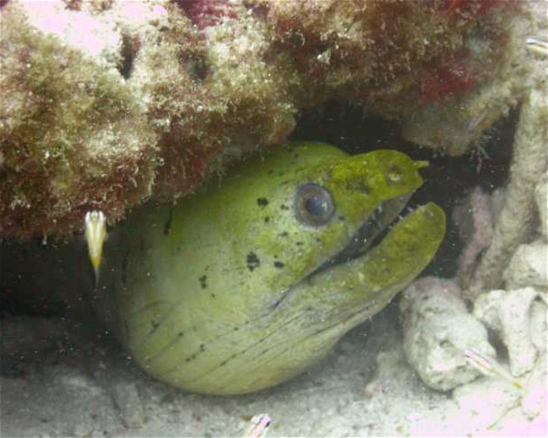 Divesite Image