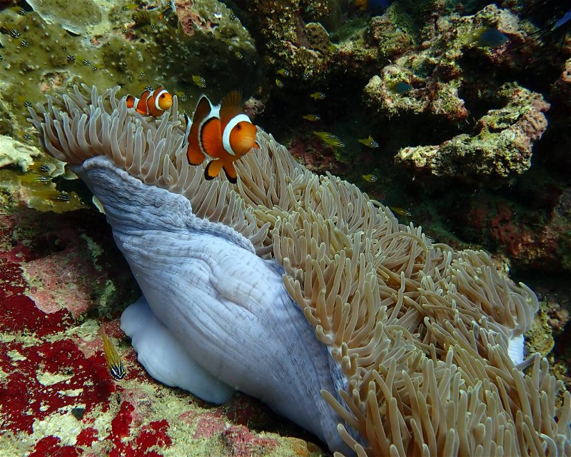 Divesite Image