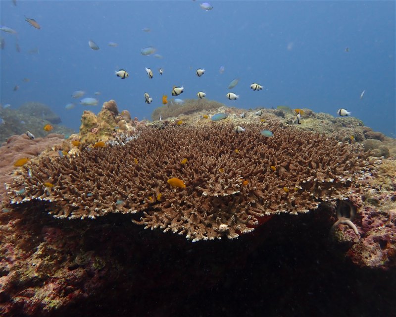 Divesite Image