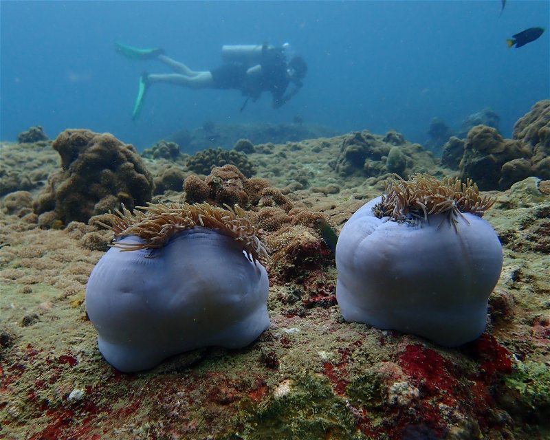 Divesite Image