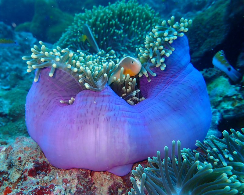 Divesite Image