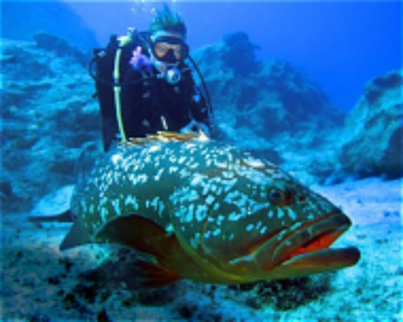Divesite Image