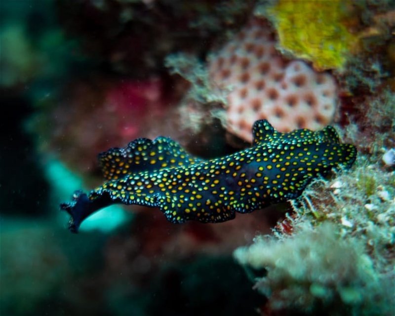 Divesite Image