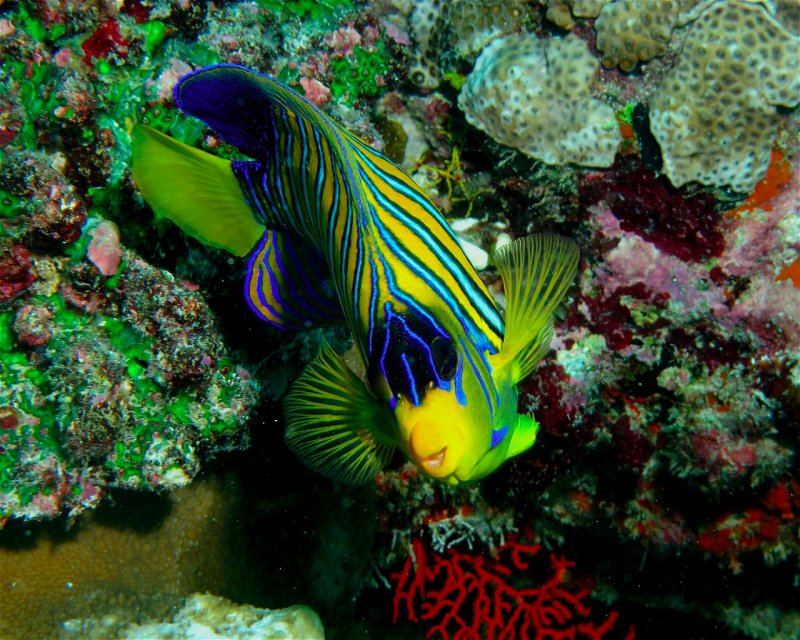 Divesite Image