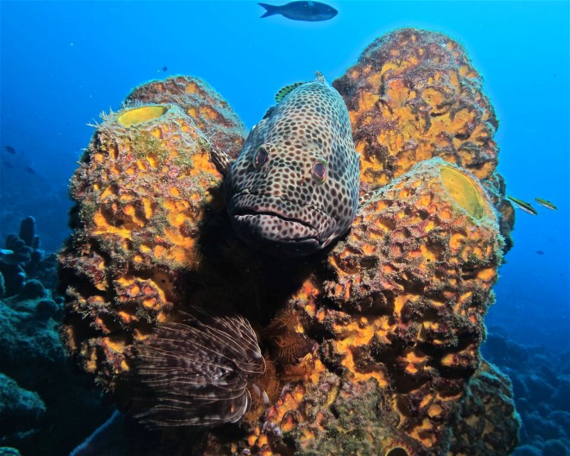 Divesite Image