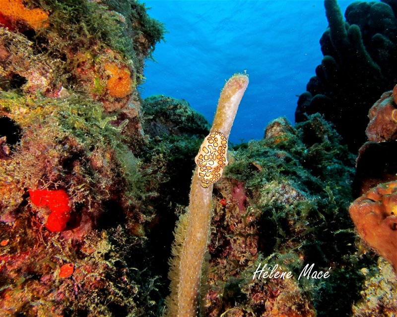 Divesite Image