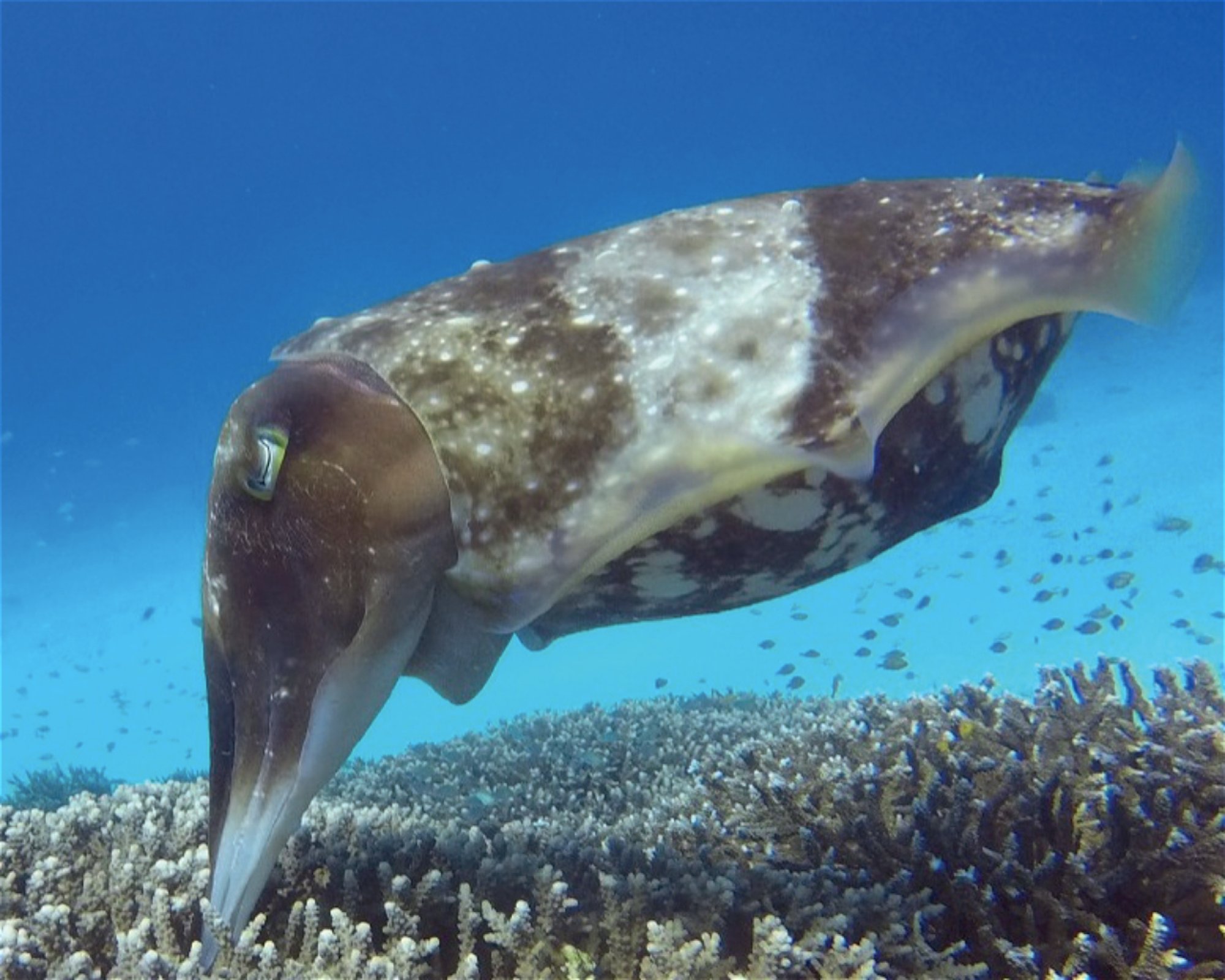 iDIVE Komodo, 86554 Labuan Bajo