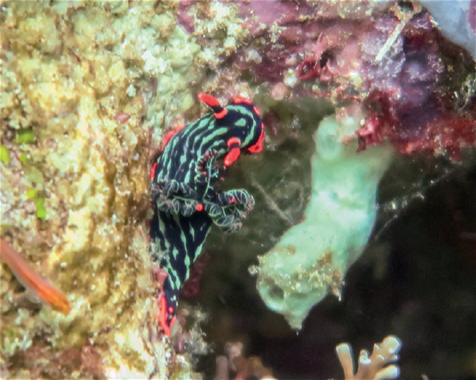 iDIVE Komodo, 86554 Labuan Bajo