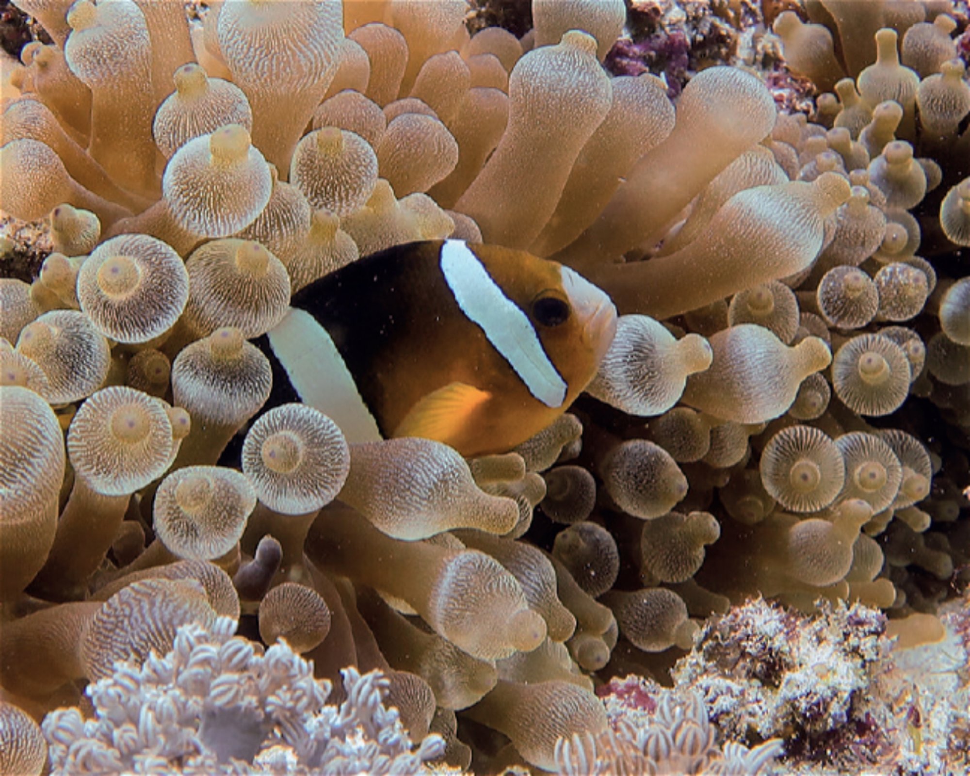 iDIVE Komodo, 86554 Labuan Bajo