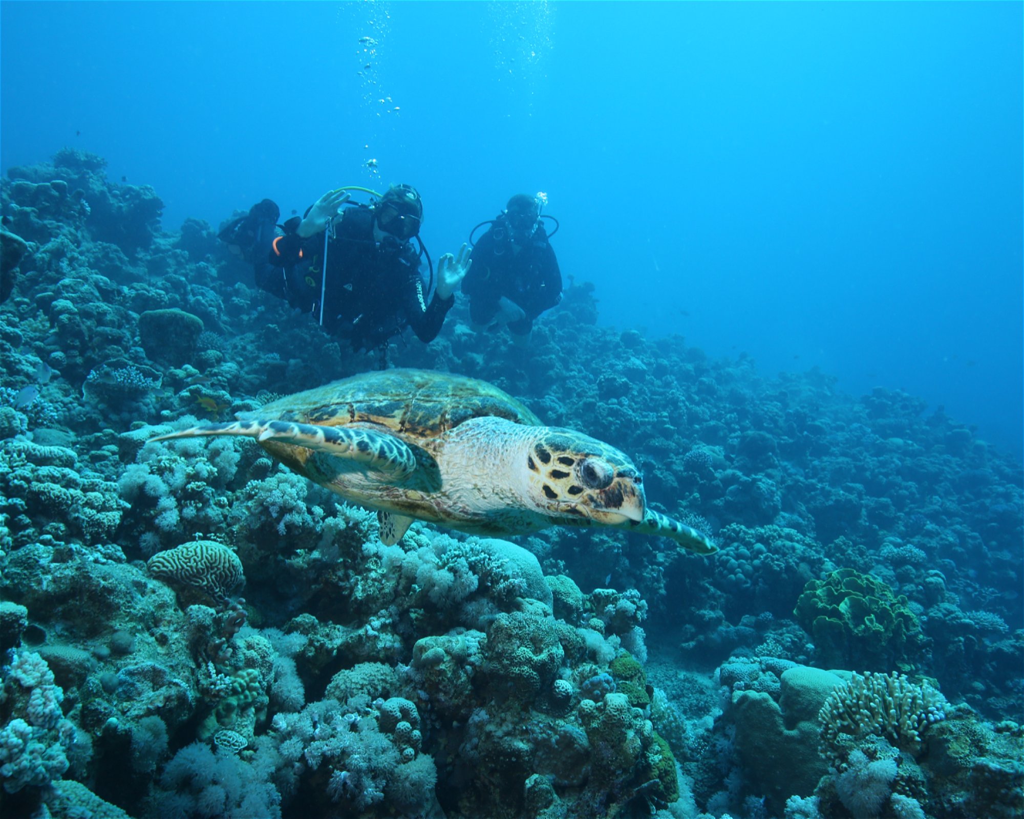 Sinai Divers Aqaba, 77110 Aqaba