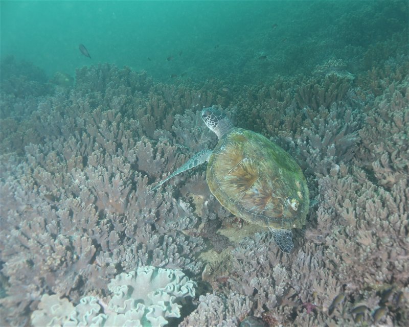 Divesite Image