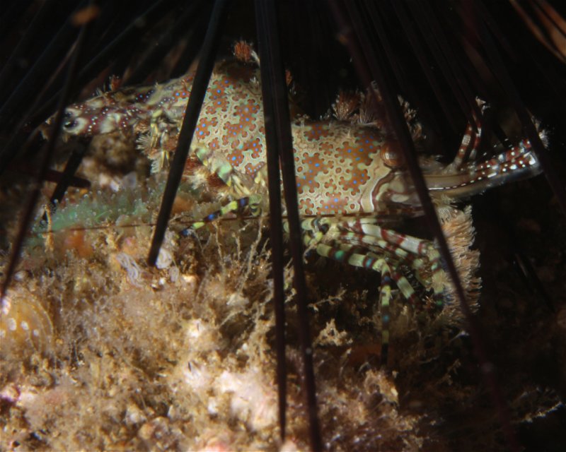 Divesite Image