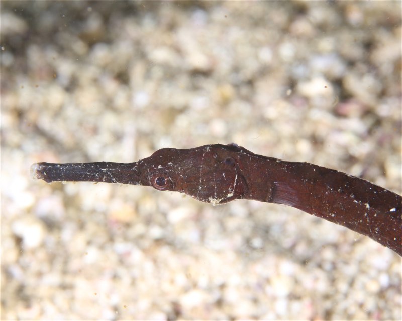 Divesite Image