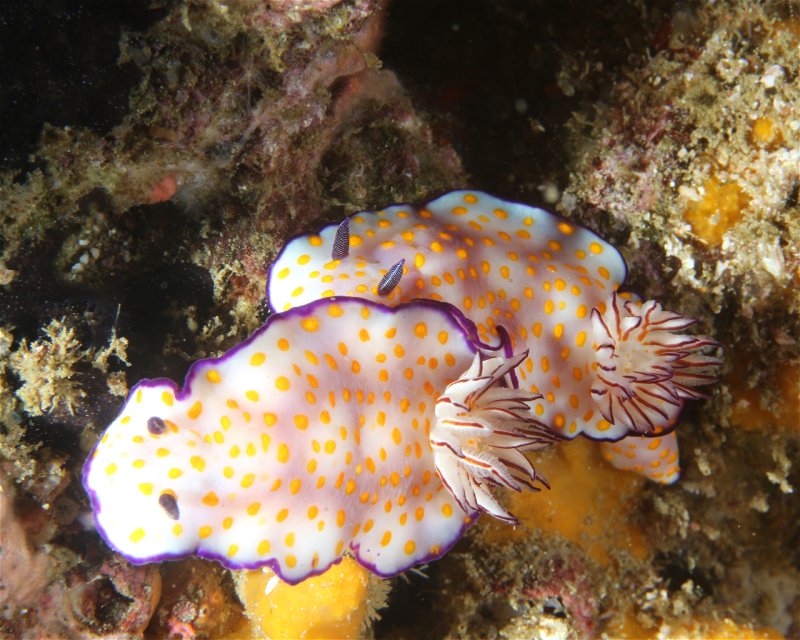 Divesite Image