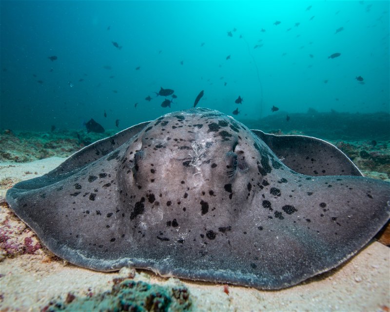 Divesite Image