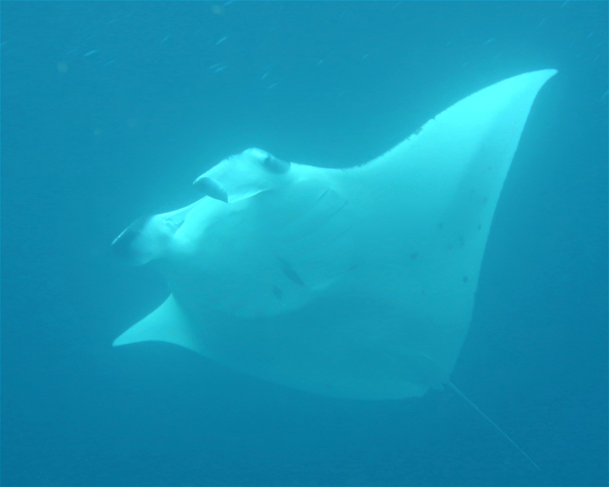 DivePoint Meedhupparu, 960 Meedhupparu