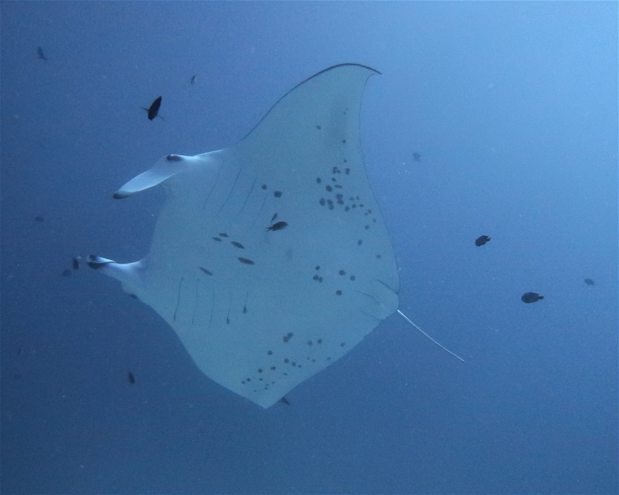 DivePoint Meedhupparu, 960 Meedhupparu