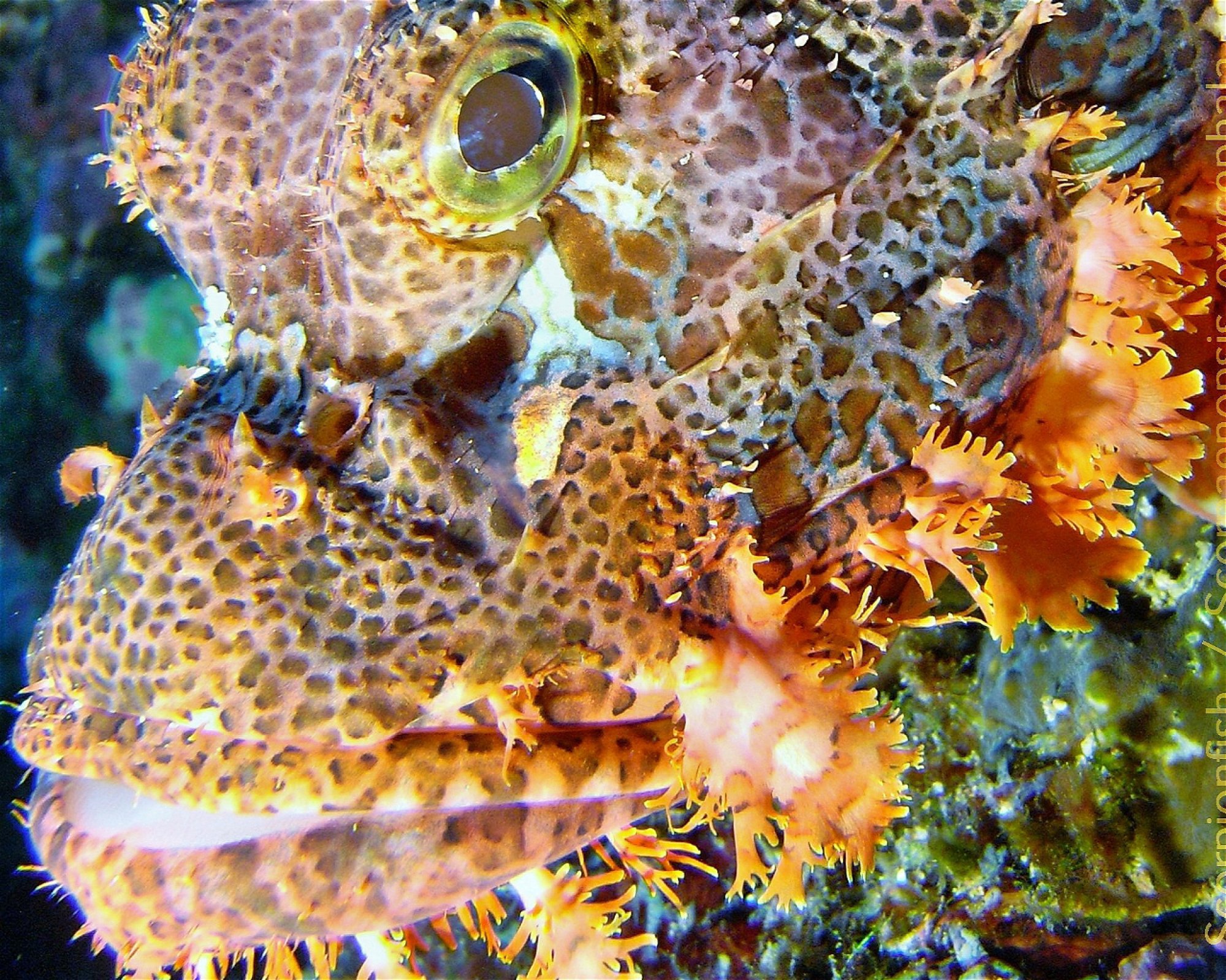 DivePoint Meedhupparu, 960 Meedhupparu