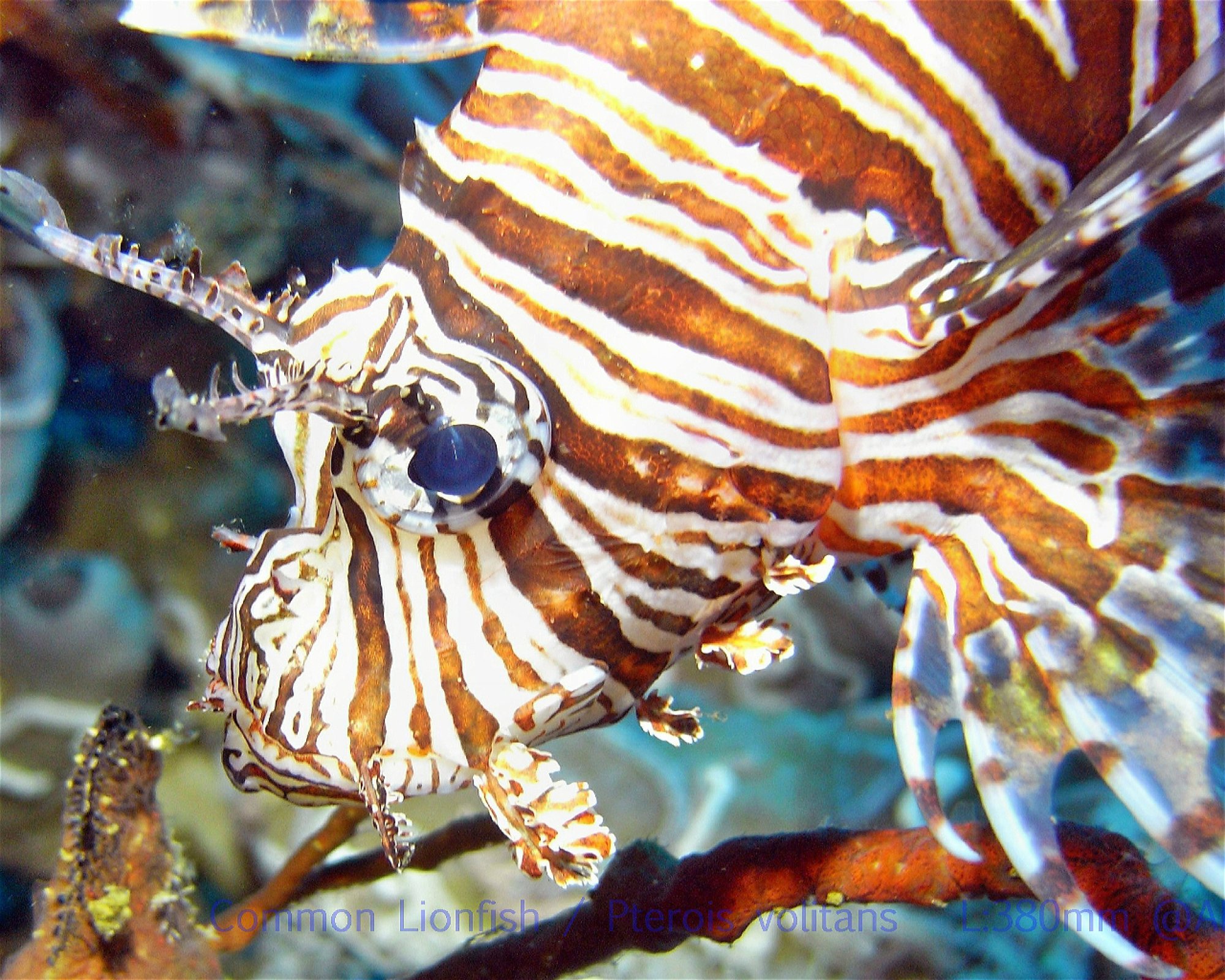 DivePoint Meedhupparu, 960 Meedhupparu