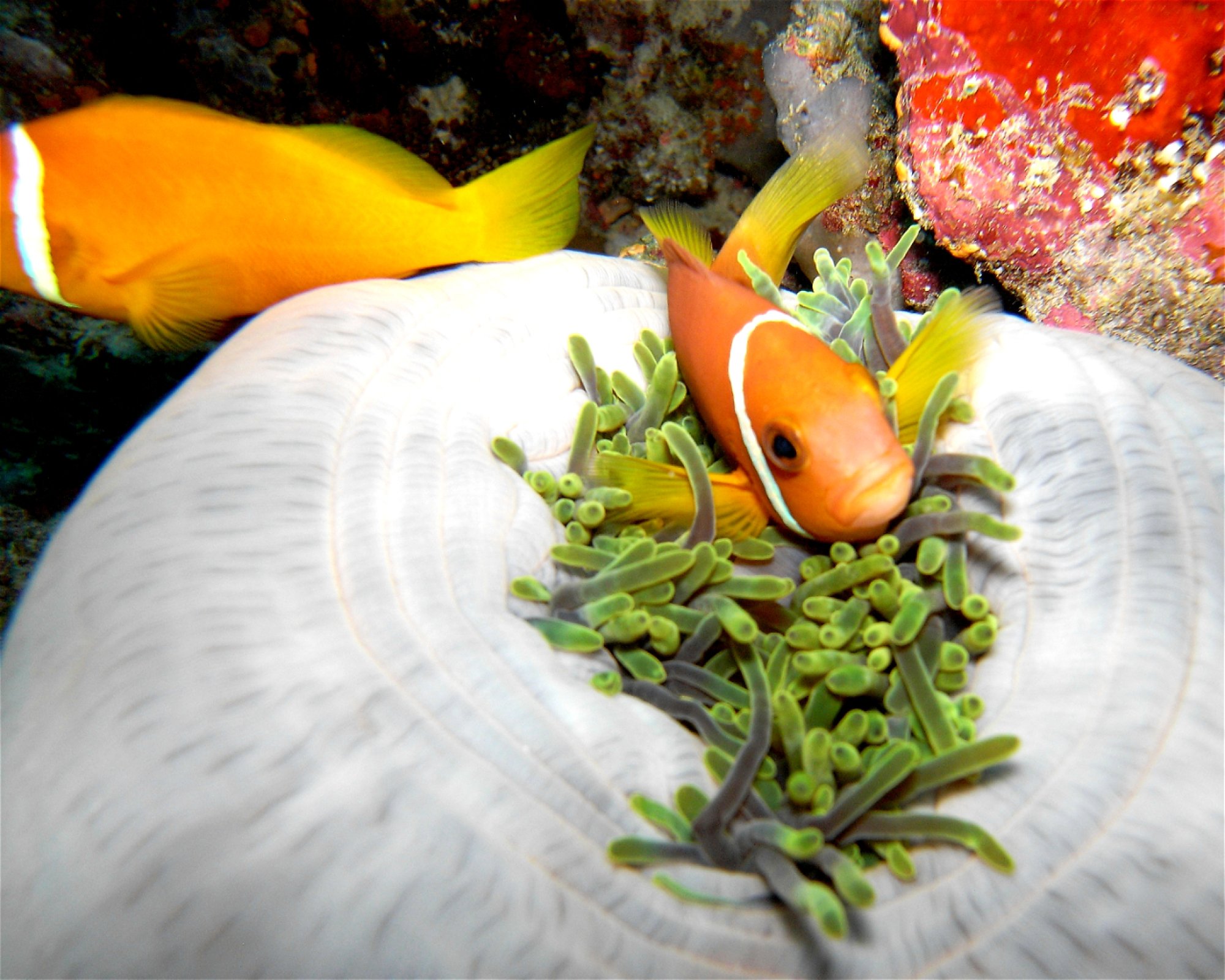 DivePoint Meedhupparu, 960 Meedhupparu