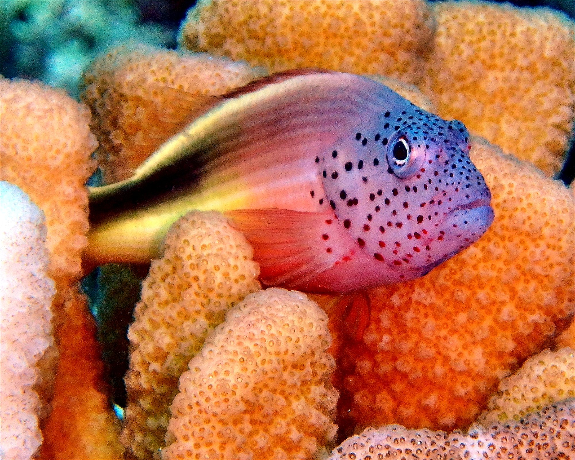 DivePoint Meedhupparu, 960 Meedhupparu