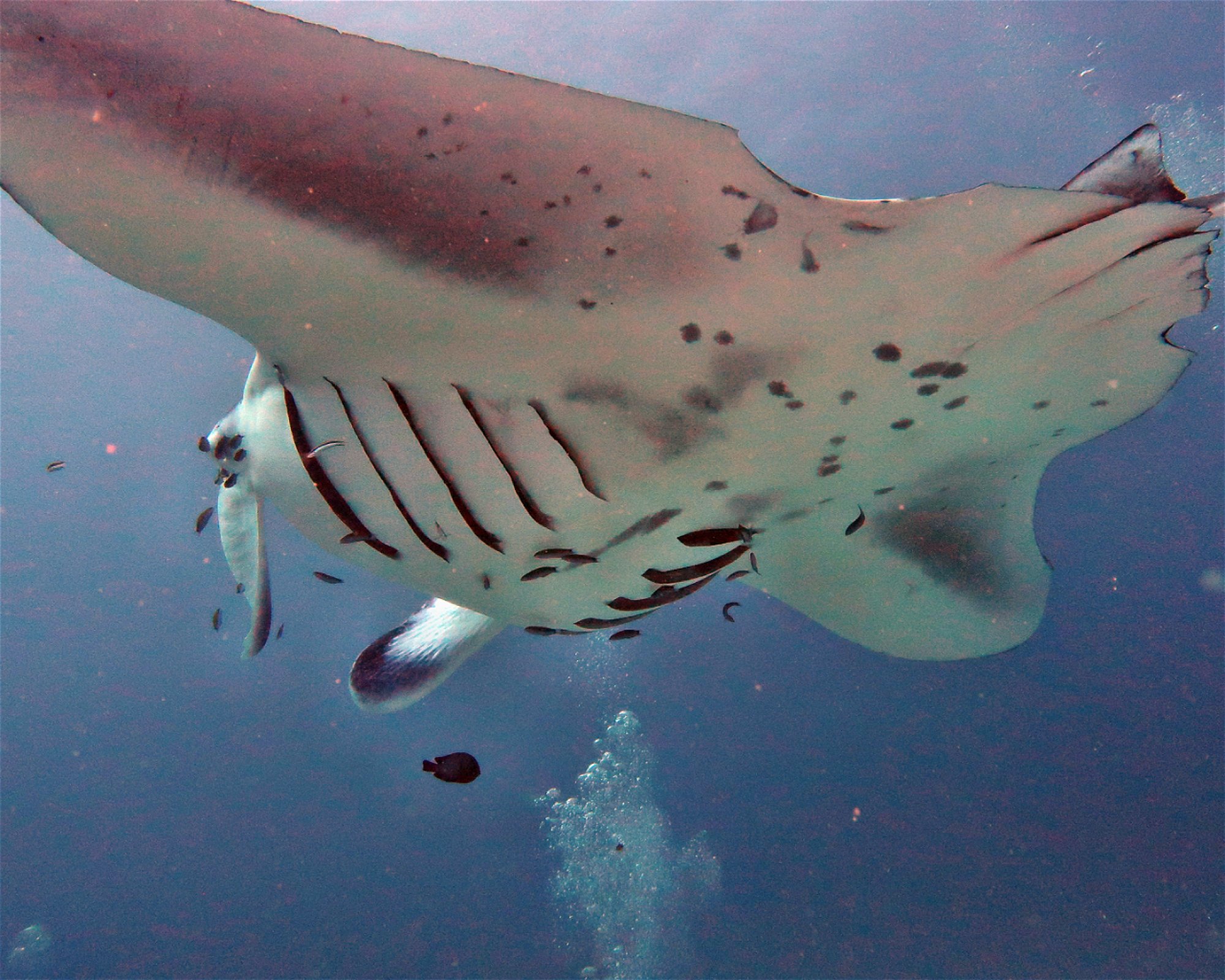 DivePoint Meedhupparu, 960 Meedhupparu