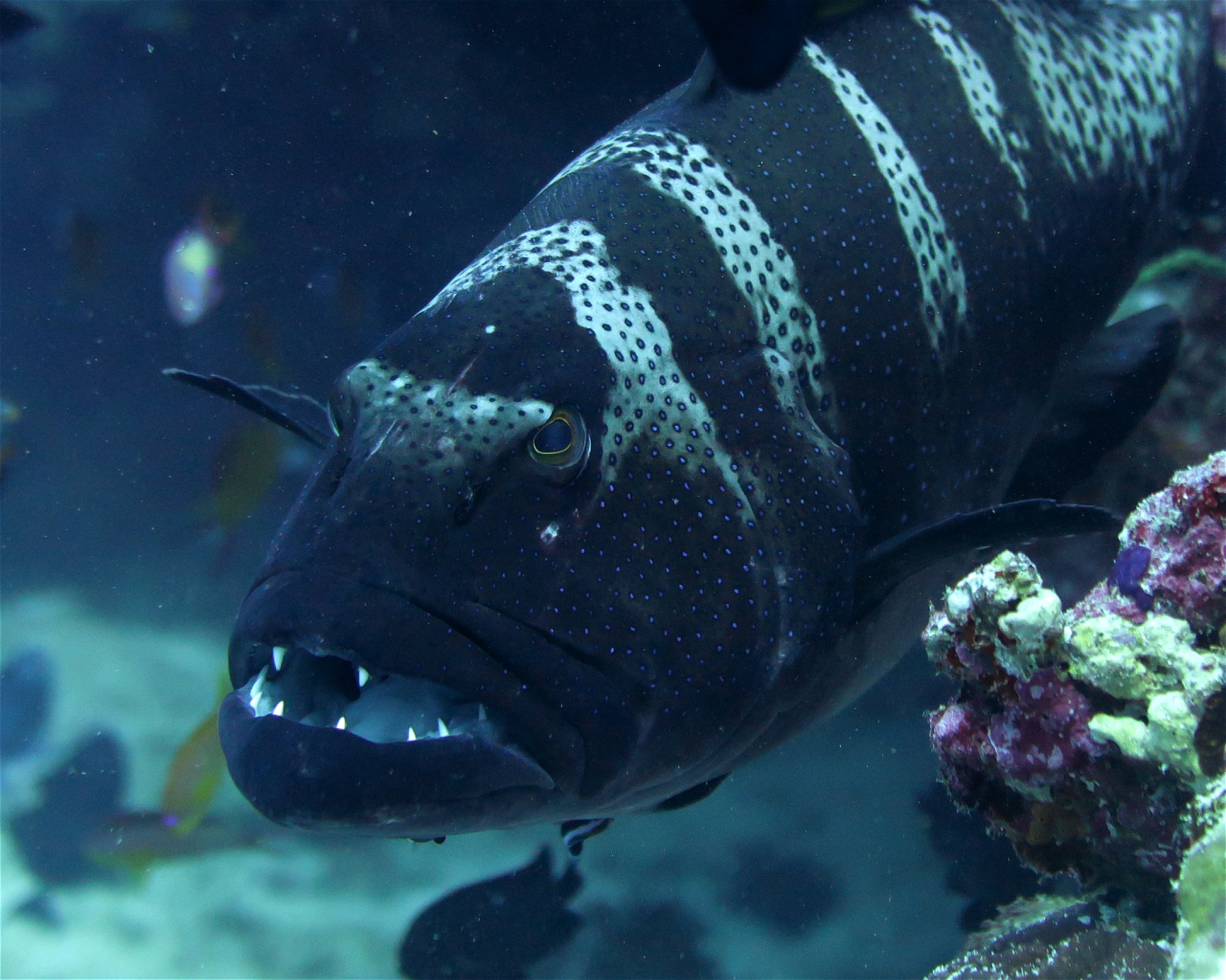 DivePoint Meedhupparu, 960 Meedhupparu