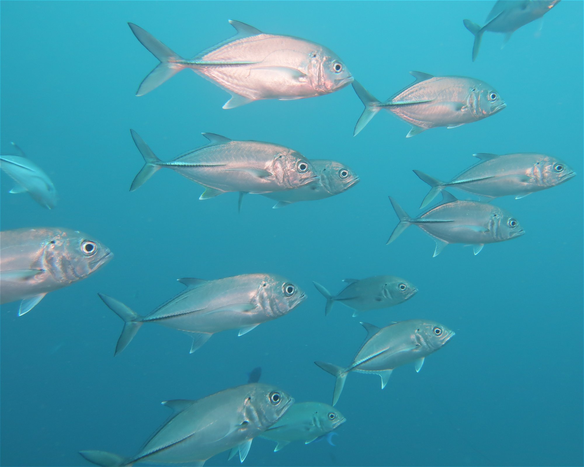 DivePoint Meedhupparu, 960 Meedhupparu