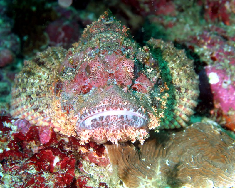 Divesite Image