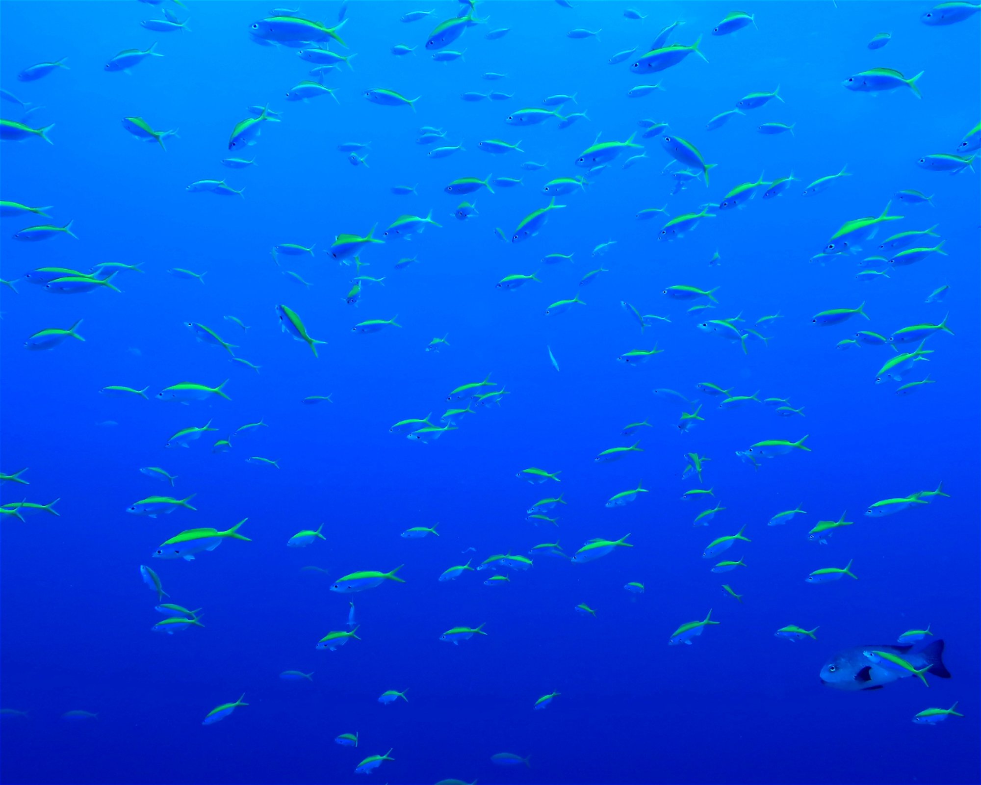 DivePoint Meedhupparu, 960 Meedhupparu
