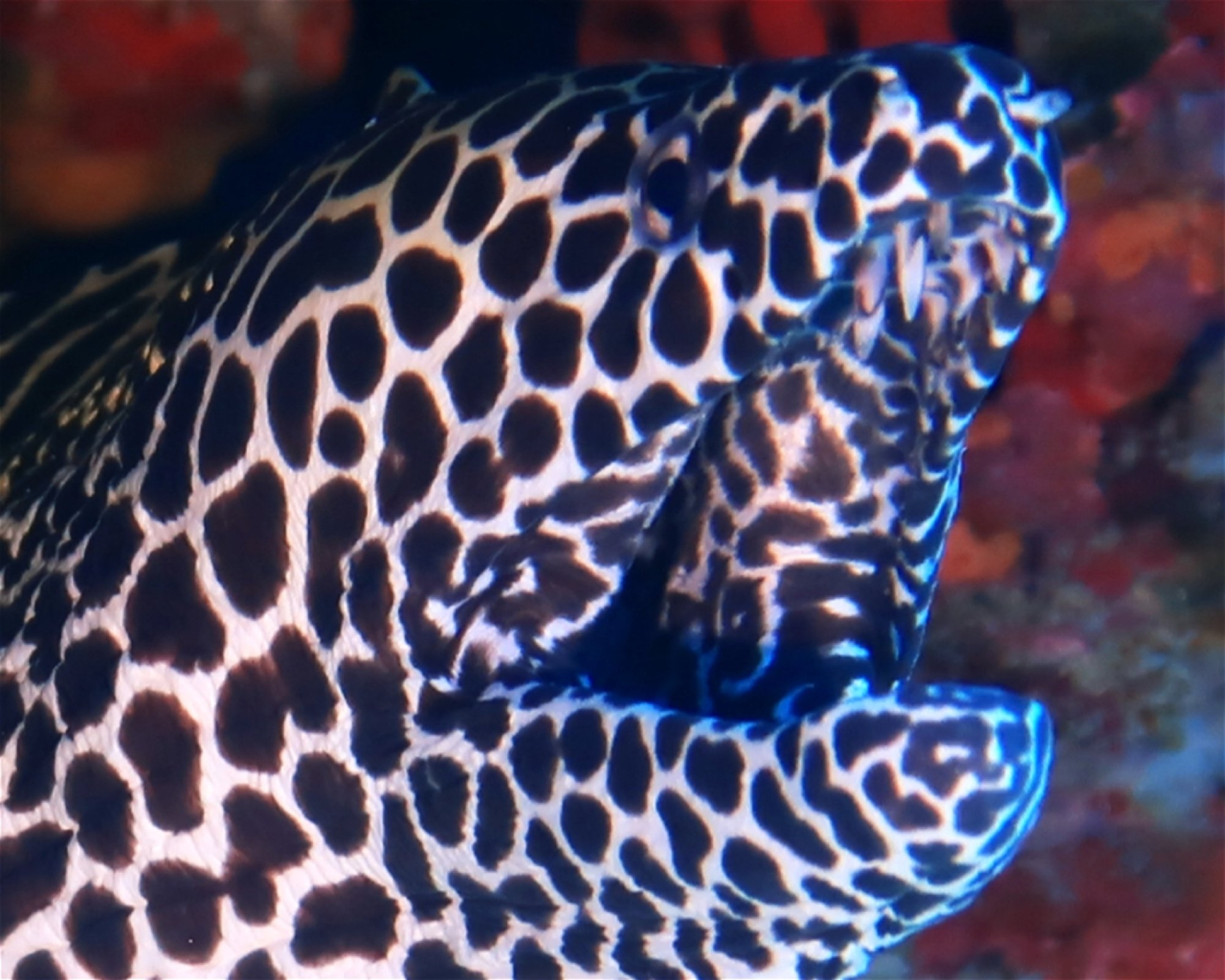 DivePoint Meedhupparu, 960 Meedhupparu