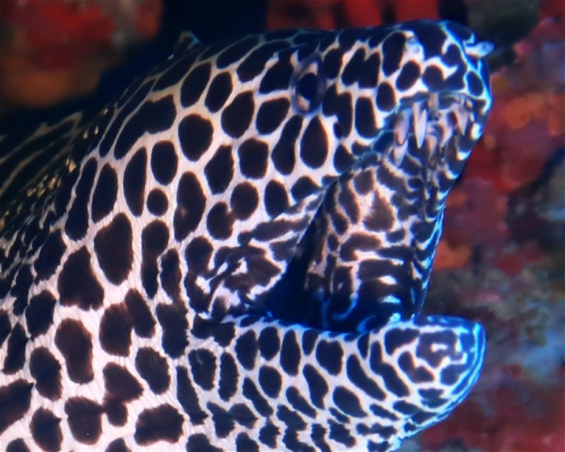 Divesite Image