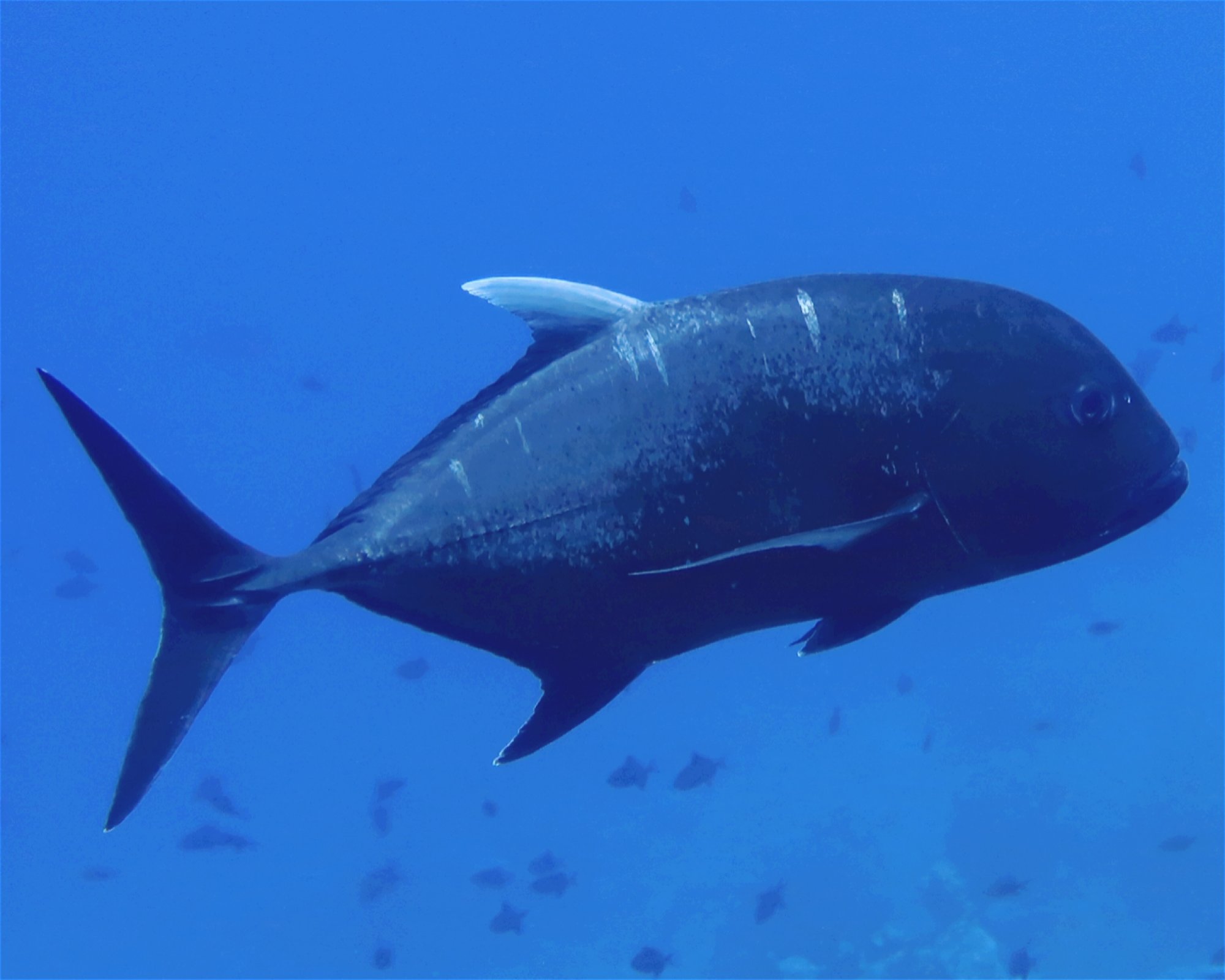DivePoint Meedhupparu, 960 Meedhupparu