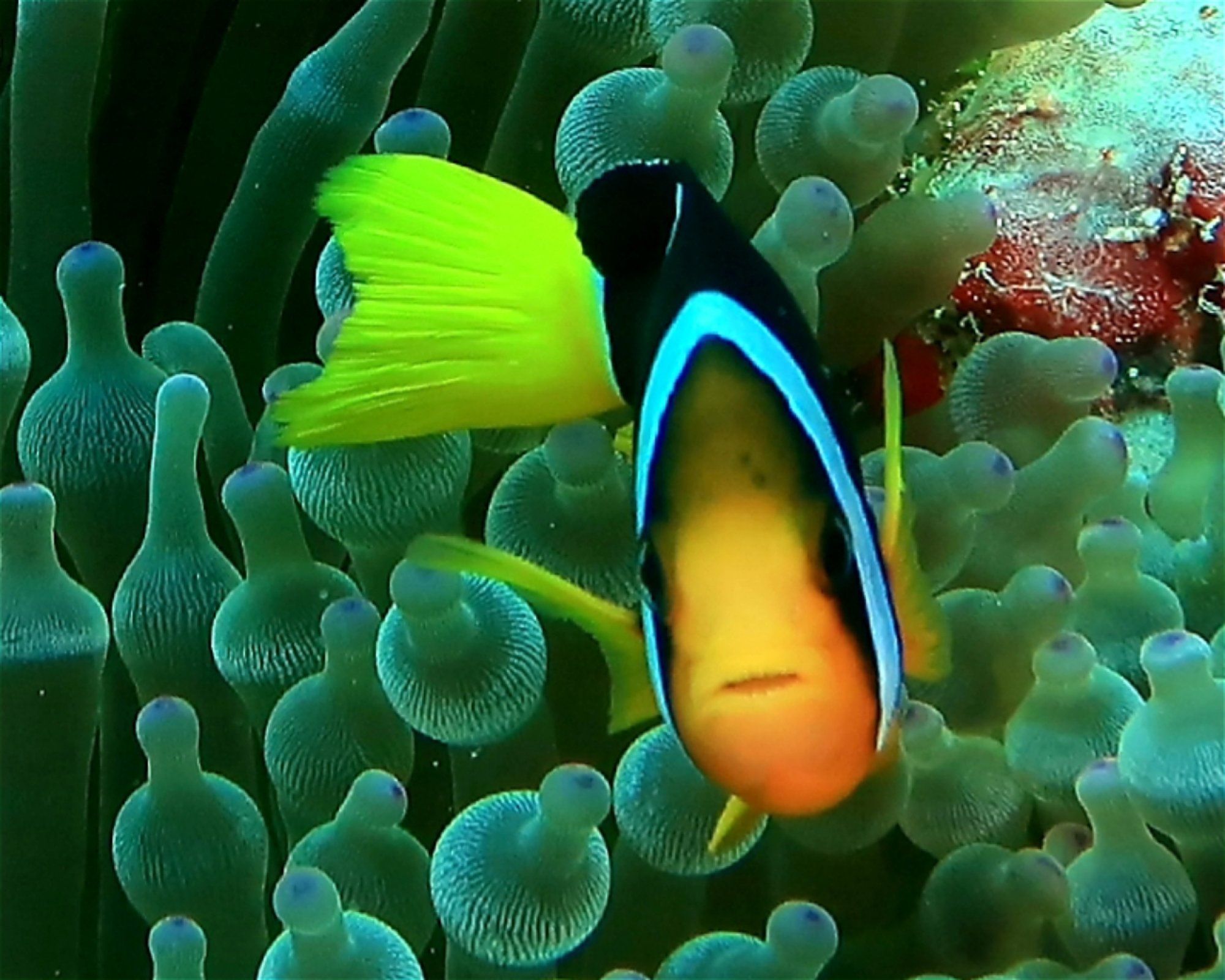 DivePoint Meedhupparu, 960 Meedhupparu